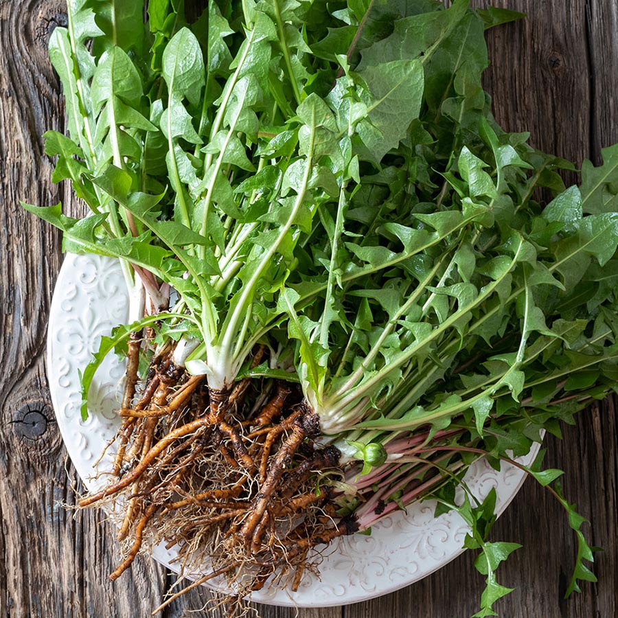 Dandelion Root, Cut - 1LB - Hamilton Health