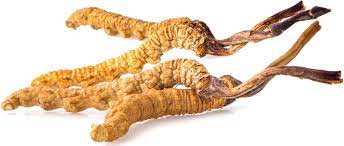 Cordyceps Powder - 1LB - Hamilton Health